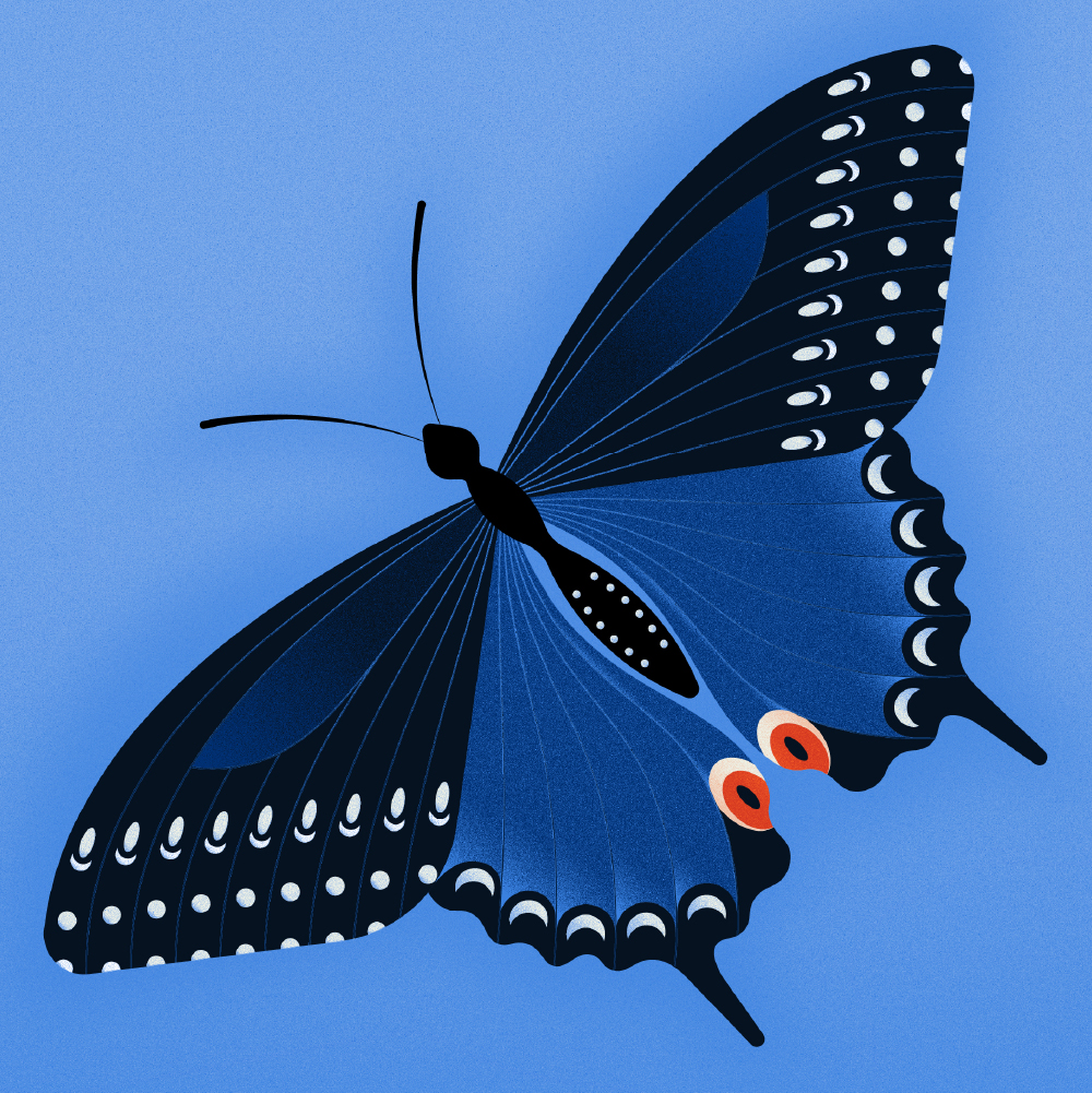 Illustration vectorielle d'un papillon bleu et noir posé